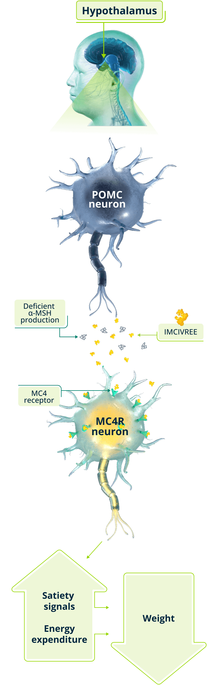 MC4R pathway restoration mechanism showing IMCIVREE activating the receptor to restore hunger and energy balance